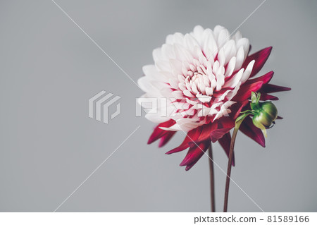 Bunch of red and white dahlias 81589166