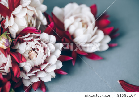 Bunch of red and white dahlias Bunch of red and white dahlias 81589167