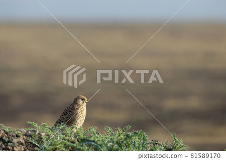 Common Kestrel, Falco tinnunculus, India Common Kestrel, Falco tinnunculus, India 81589170