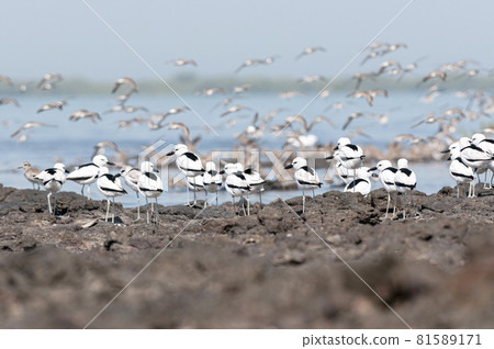 Crab Plovers, Dromas ardeola, Jamnagar, India Crab Plovers, Dromas ardeola, Jamnagar, India 81589171