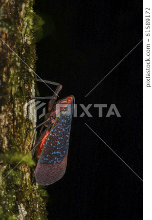Lantern bug, Amboli, India Lantern bug, Amboli, India 81589172