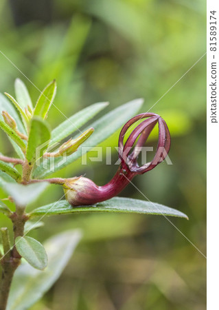 Jaini Ceropegia a very rare and threatened herb, endemic to the Sahyadri Hills, Amboli, India Jaini Ceropegia a very rare and threatened herb, endemic to the Sahyadri Hills, Amboli, India 81589174