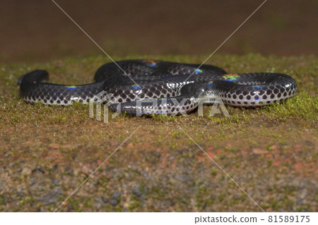 Melanophidium khairei or Khaire's black shieldtail, Amboli, India 81589175