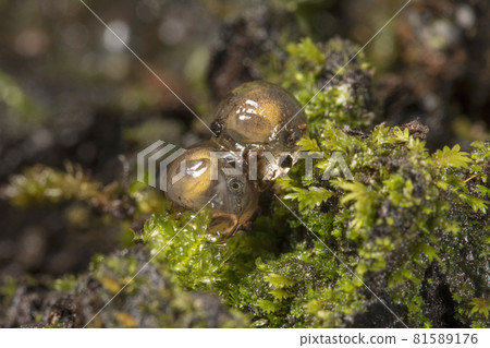 Bush frogs eggs, Amboli, India Bush frogs eggs, Amboli, India 81589176