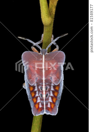 Tessaratomids resemble large stink bugs and are sometimes quite colorful, Amboli, India 81589177