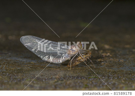 Dragonfly emerging out, Amboli, India Dragonfly emerging out, Amboli, India 81589178