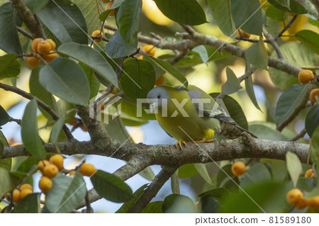 Yellow-footed green pigeon, Treron phoenicoptera, Dandeli, India Yellow-footed green pigeon, Treron phoenicoptera, Dandeli, India 81589180