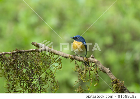 Tickell's blue flycatcher, Cyornis tickelliae, Karnataka, India 81589182