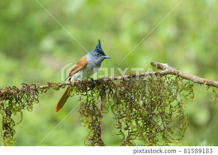 Asian Paradise flycatcher, Terpsiphone paradisi, female, Dandeli, India Asian Paradise flycatcher, Terpsiphone paradisi, female, Dandeli, India 81589183