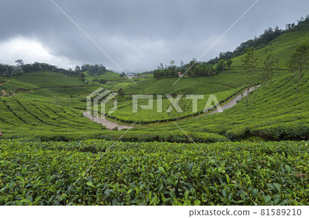 Tea plantation, Munnar, Kerala, India Tea plantation, Munnar, Kerala, India 81589210
