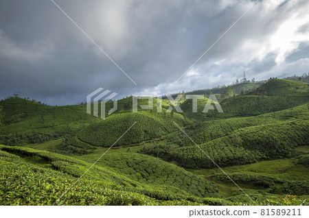 Plantations at Devikulam, Munnar, Kerala, India Plantations at Devikulam, Munnar, Kerala, India 81589211