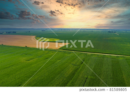 Panorama view of morning green field during sunrise Panorama view of morning green field during sunrise 81589805