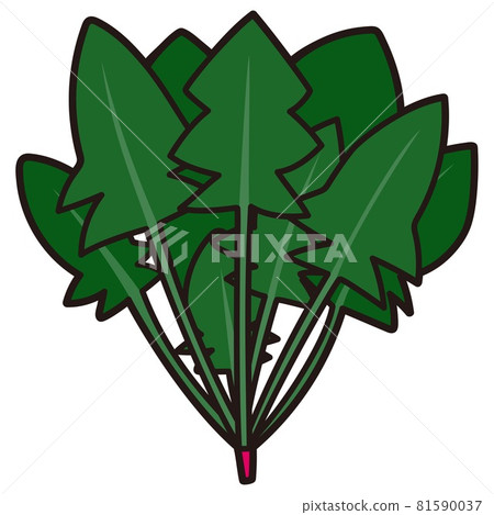 Spinach spinach / cut illustration material 81590037
