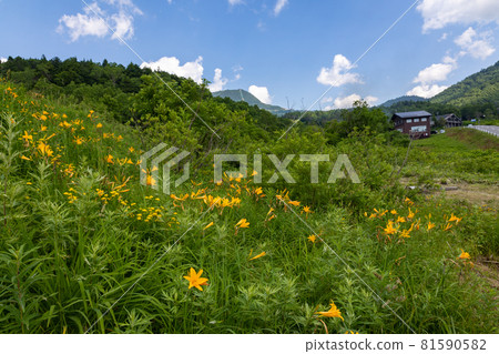 鈴川地區的志賀高原日光 Kisuge 殖民地 81590582