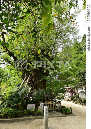 From Katsuragi Hitokoton Shrine 81590602