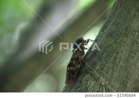 Min-min saury stopping in the tree 81590884