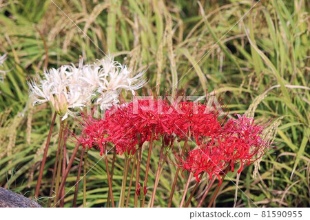 Red and white cluster amaryllis (Onakao Tanada) 81590955