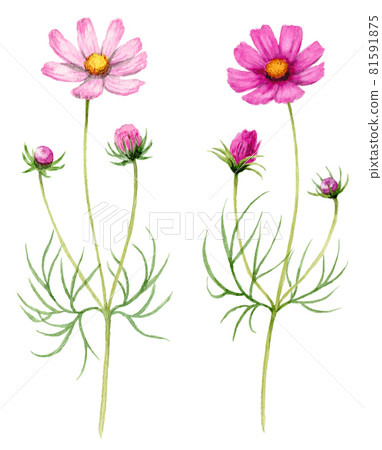2 analog watercolor cosmos 2 analog watercolor cosmos 81591875