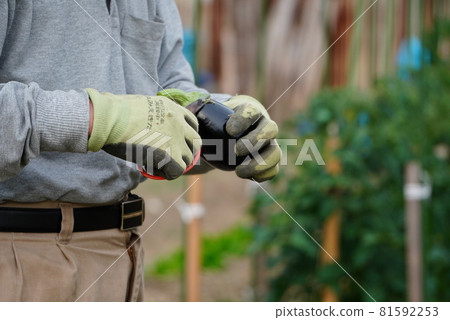 Grandpa's hand harvesting vegetables 81592253