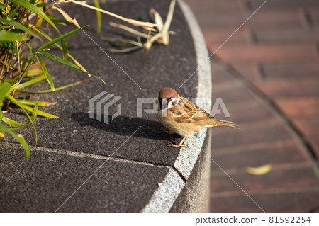 EOS6D. Kure City, Hiroshima, sparrow tracking. 81592254