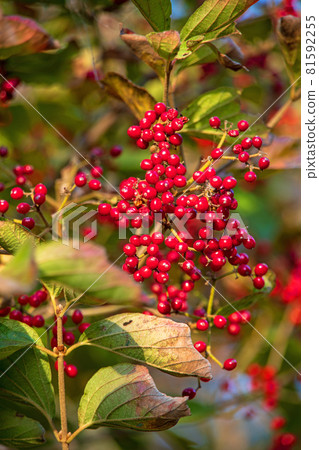 秋天的顏色 Viburnum dilatatum 81592255