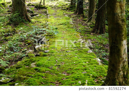 美山山徑 美山山徑 81592274