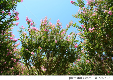 Flower of crape mybs 81592398