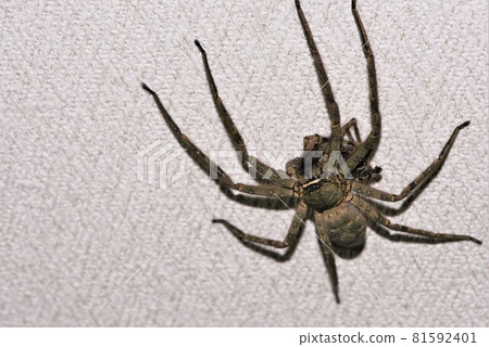 Huntsman spider holding a molted shell Huntsman spider holding a molted shell 81592401