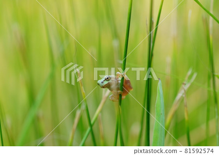 Tree frog holding on to grass Tree frog holding on to grass 81592574