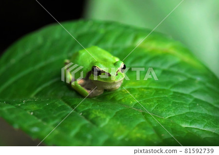 在葉子的日本雨蛙 在葉子的日本雨蛙 81592739