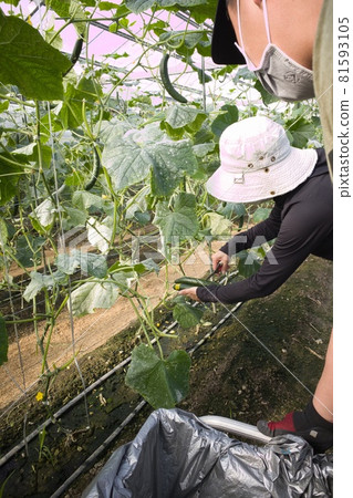 Cucumber Harvest Cucumber Harvest 81593105