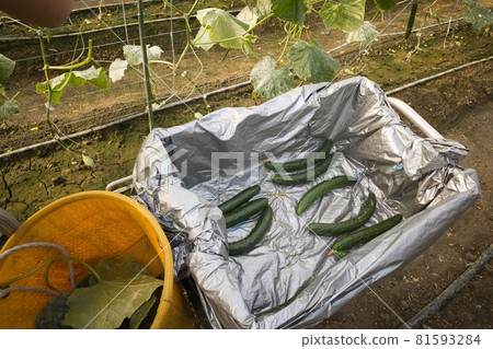 Cucumber Harvest 81593284