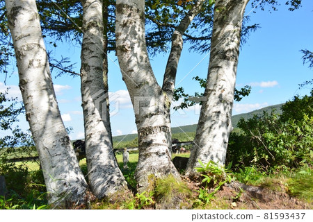 Large birch trunk 81593437