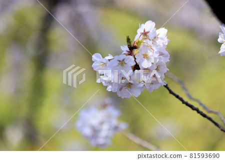 Cherry Blossoms Yoshino cherry tree 81593690