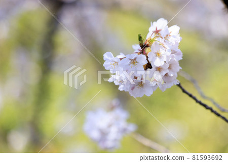 Cherry Blossoms Yoshino cherry tree 81593692