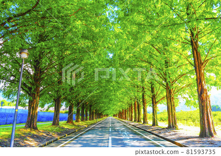 Shiga Prefecture Makino Metasequoia Namiki 81593735