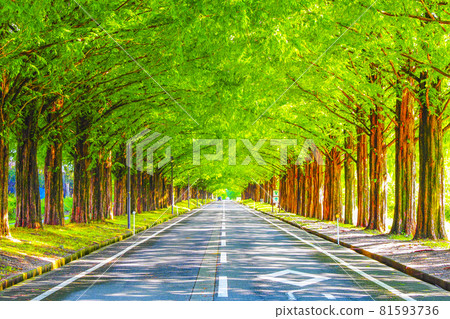 Shiga Prefecture Makino Metasequoia Namiki 81593736