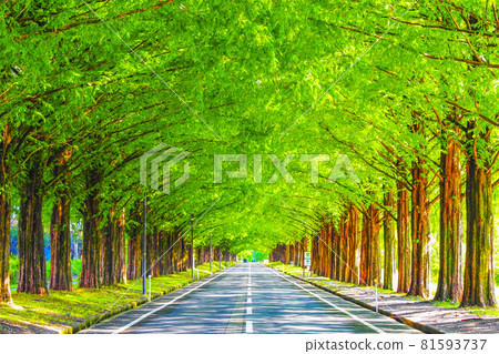 Shiga Prefecture Makino Metasequoia Namiki 81593737