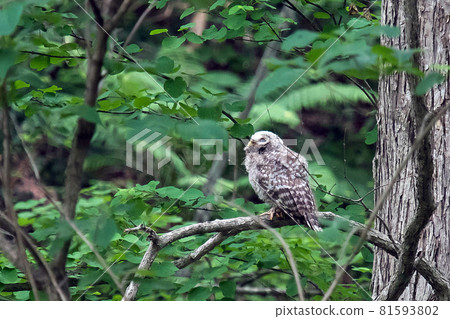 A young Ezo owl that has just left the nest is perching on a branch. A young Ezo owl that has just left the nest is perching on a branch. 81593802
