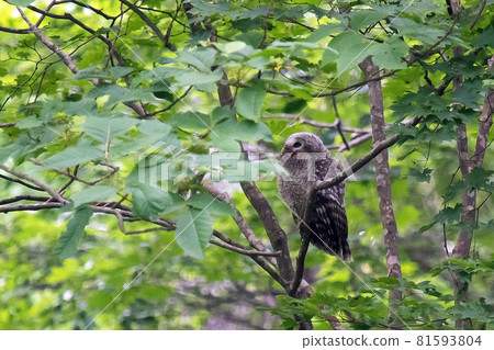 一隻剛剛離開巢穴的年輕蝦頭鷹棲息在樹枝上。 81593804