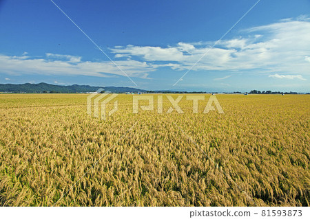 Shonai plain of autumn 81593873