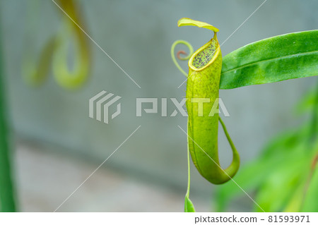 Nepenthes, a famous carnivorous plant Nepenthes, a famous carnivorous plant 81593971