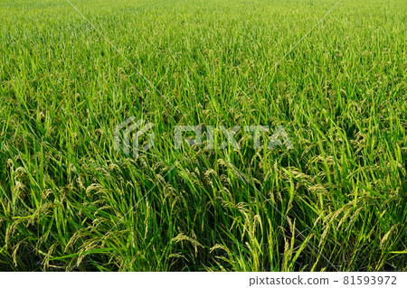 Growing rice ears that hang down the rice fields from August to September 81593972