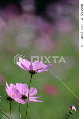 Bloom in the autumn wind Bloom in the autumn wind 81593996