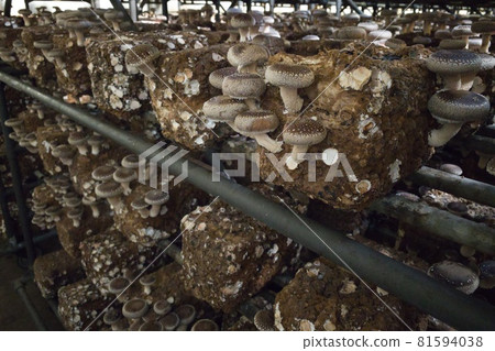 Mushroom cultivation Mushroom cultivation 81594038