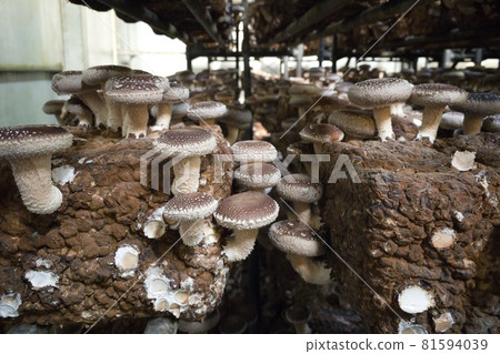 Mushroom cultivation Mushroom cultivation 81594039
