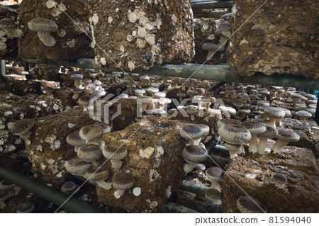 Mushroom cultivation Mushroom cultivation 81594040