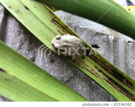 A frog A frog 81594262