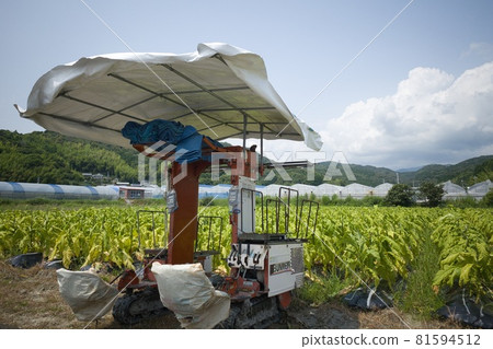 Tobacco harvester Tobacco harvester 81594512