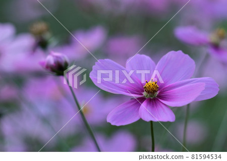 Bloom in the autumn wind Bloom in the autumn wind 81594534